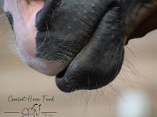 Mijn paard eet mest
